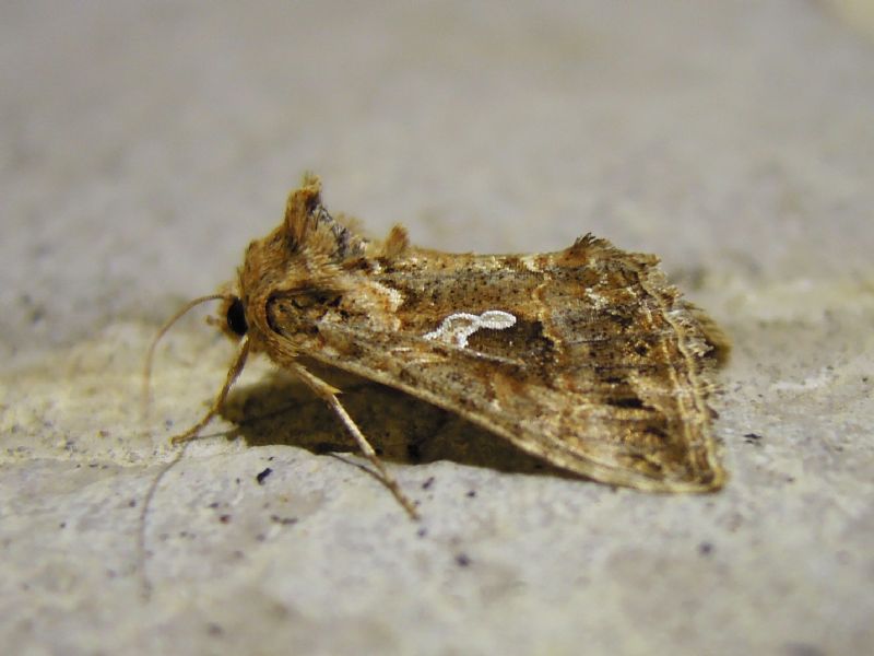 Plusiinae: Autographa gamma e Trichoplusia ni